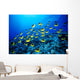 Hawaii, Schooling Raccoon Butterflyfish B1913 Wall Mural