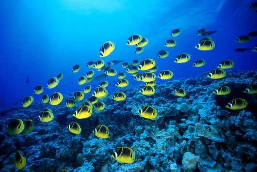 Hawaii, Schooling Raccoon Butterflyfish B1913 Wall Mural