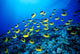 Hawaii, Schooling Raccoon Butterflyfish B1913 Wall Mural