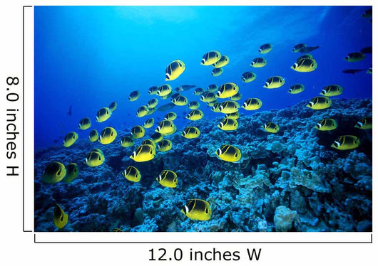 Hawaii, Schooling Raccoon Butterflyfish B1913 Wall Mural
