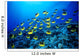 Hawaii, Schooling Raccoon Butterflyfish B1913 Wall Mural