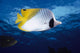 Hawaii, Maui, Threadfin Butterfly Fish, Close-Up, B1900 Wall Mural