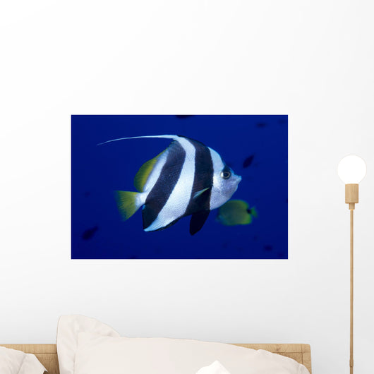 Hawaii, Pennant Butterflyfish Side View B1937 Wall Mural
