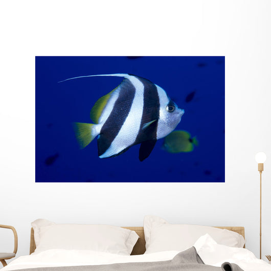 Hawaii, Pennant Butterflyfish Side View B1937 Wall Mural
