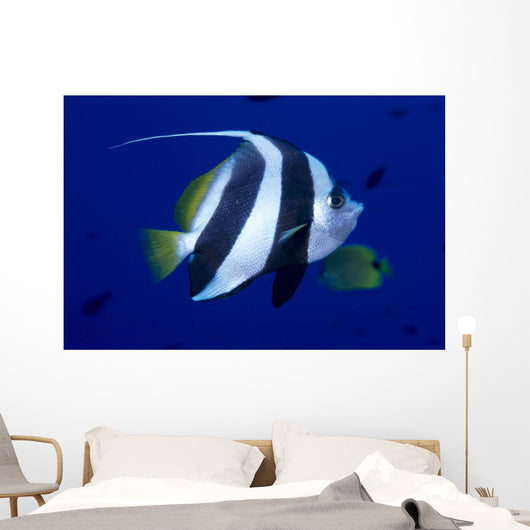 Hawaii, Pennant Butterflyfish Side View B1937 Wall Mural