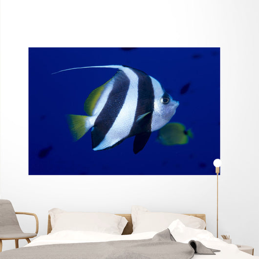 Hawaii, Pennant Butterflyfish Side View B1937 Wall Mural