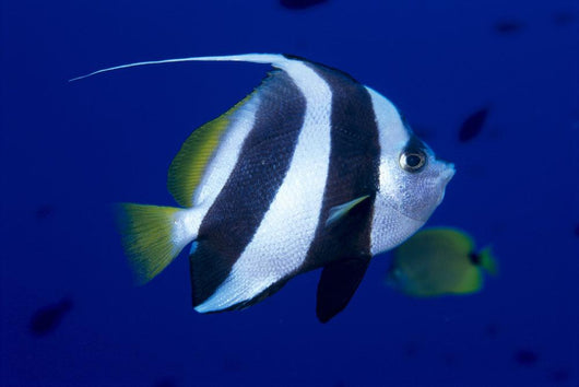 Hawaii, Pennant Butterflyfish Side View B1937 Wall Mural