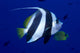 Hawaii, Pennant Butterflyfish Side View B1937 Wall Mural