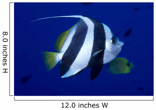 Hawaii, Pennant Butterflyfish Side View B1937 Wall Mural