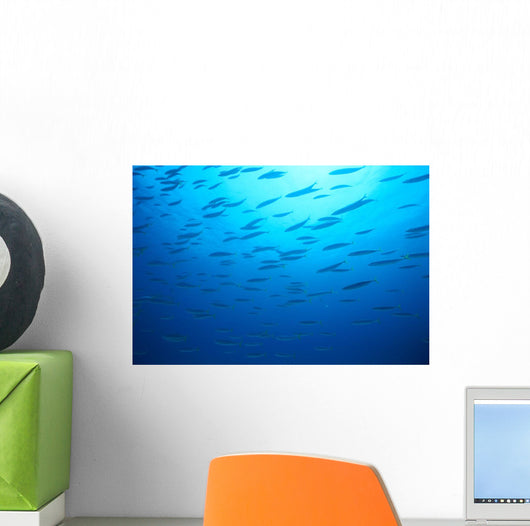 Hawaiian Reef Fish Silhouetted At Surface With Sunburst B1939 Wall Mural