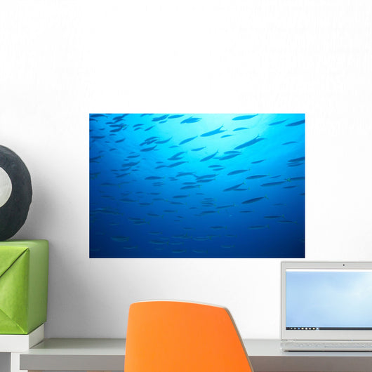 Hawaiian Reef Fish Silhouetted At Surface With Sunburst B1939 Wall Mural