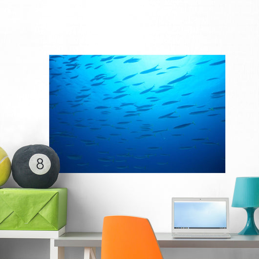 Hawaiian Reef Fish Silhouetted At Surface With Sunburst B1939 Wall Mural