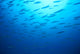 Hawaiian Reef Fish Silhouetted At Surface With Sunburst B1939 Wall Mural