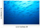 Hawaiian Reef Fish Silhouetted At Surface With Sunburst B1939 Wall Mural