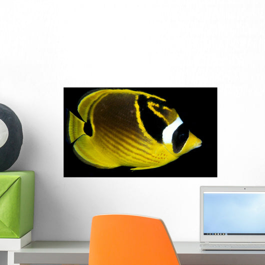Hawaii, Raccoon Butterflyfish Close-Up B1936 Wall Mural