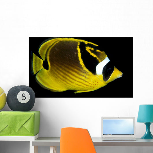 Hawaii, Raccoon Butterflyfish Close-Up B1936 Wall Mural
