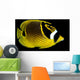 Hawaii, Raccoon Butterflyfish Close-Up B1936 Wall Mural