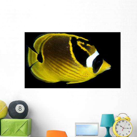 Hawaii, Raccoon Butterflyfish Close-Up B1936 Wall Mural
