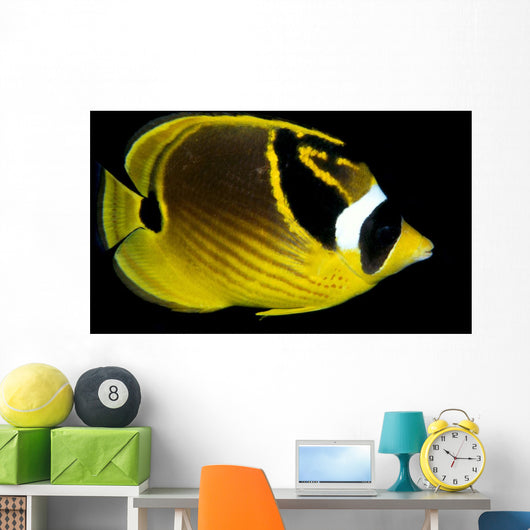 Hawaii, Raccoon Butterflyfish Close-Up B1936 Wall Mural