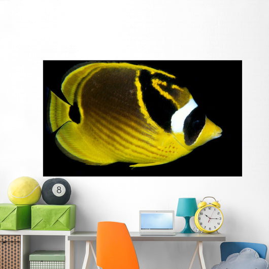 Hawaii, Raccoon Butterflyfish Close-Up B1936 Wall Mural