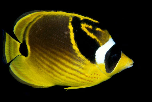 Hawaii, Raccoon Butterflyfish Close-Up B1936 Wall Mural