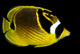 Hawaii, Raccoon Butterflyfish Close-Up B1936 Wall Mural
