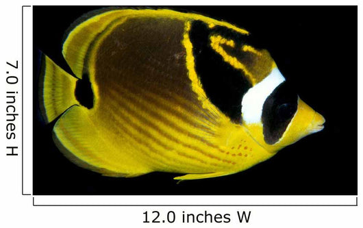 Hawaii, Raccoon Butterflyfish Close-Up B1936 Wall Mural