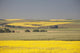 Flowering Canola Fields Wall Mural