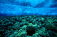 Underwater View Of Wave Breaking Over Shallow Reef B1916 Wall Mural