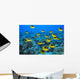 Schooling Raccoon Butterflyfish Over Reef C1978 Wall Mural