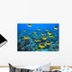 Schooling Raccoon Butterflyfish Over Reef C1978 Wall Mural