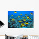 Schooling Raccoon Butterflyfish Over Reef C1978 Wall Mural