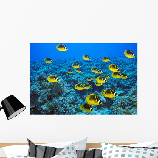 Schooling Raccoon Butterflyfish Over Reef C1978 Wall Mural