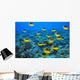 Schooling Raccoon Butterflyfish Over Reef C1978 Wall Mural
