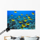 Schooling Raccoon Butterflyfish Over Reef C1978 Wall Mural