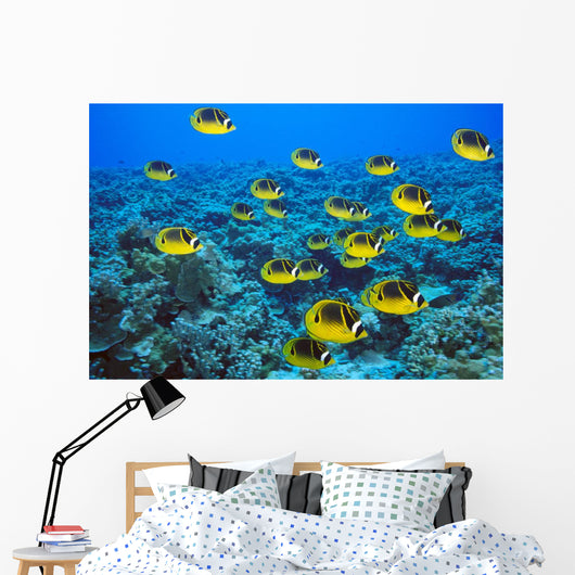 Schooling Raccoon Butterflyfish Over Reef C1978 Wall Mural