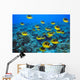 Schooling Raccoon Butterflyfish Over Reef C1978 Wall Mural