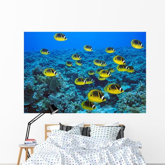 Schooling Raccoon Butterflyfish Over Reef C1978 Wall Mural