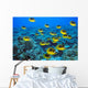 Schooling Raccoon Butterflyfish Over Reef C1978 Wall Mural