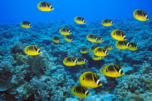 Schooling Raccoon Butterflyfish Over Reef C1978 Wall Mural