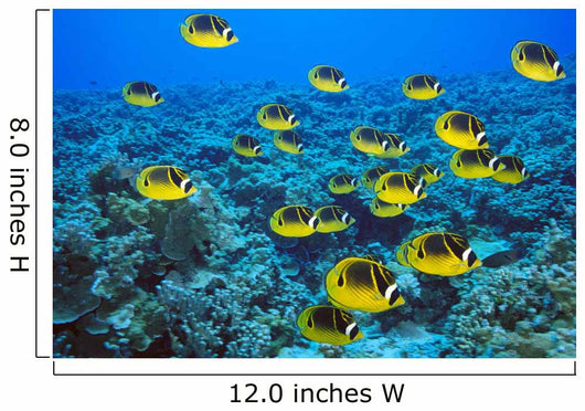 Schooling Raccoon Butterflyfish Over Reef C1978 Wall Mural