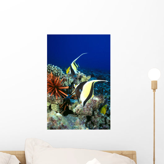 And Reef Fish C1959 Wall Mural