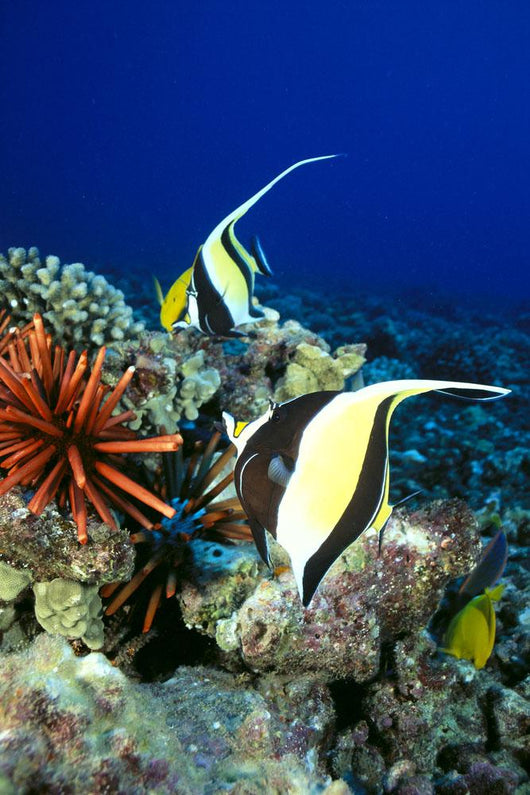And Reef Fish C1959 Wall Mural