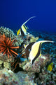 And Reef Fish C1959 Wall Mural