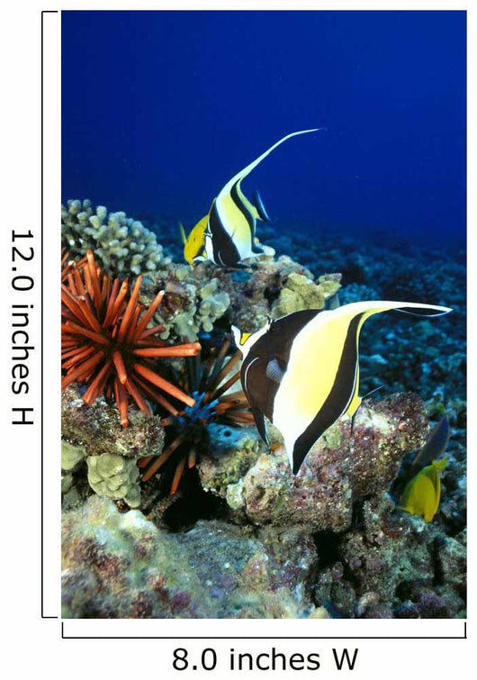 And Reef Fish C1959 Wall Mural