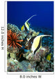 And Reef Fish C1959 Wall Mural