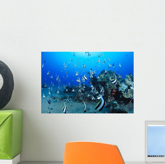 Hawaiian Reef Scene With Pennantfish C1950 Wall Mural