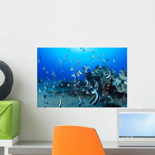 Hawaiian Reef Scene With Pennantfish C1950 Wall Mural
