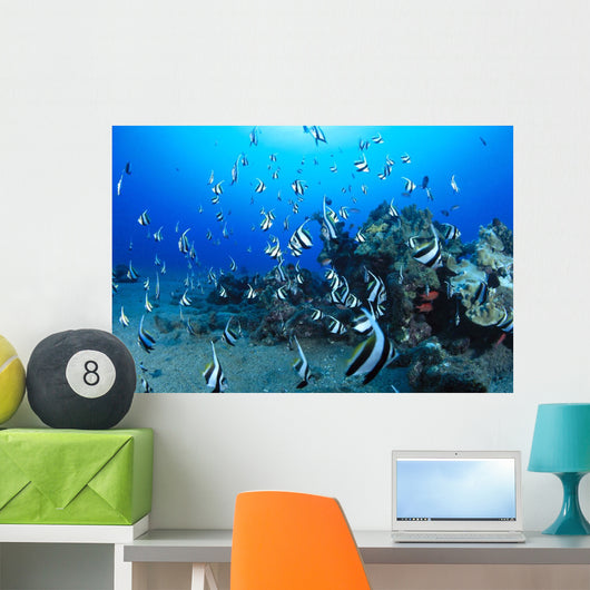 Hawaiian Reef Scene With Pennantfish C1950 Wall Mural
