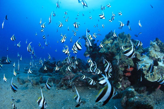 Hawaiian Reef Scene With Pennantfish C1950 Wall Mural